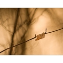 Natur